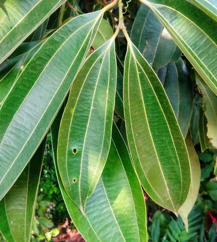 no perennial yes bay leaf model.jpg