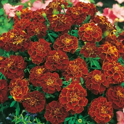 m tech gardens rare hybrid frenc.jpg