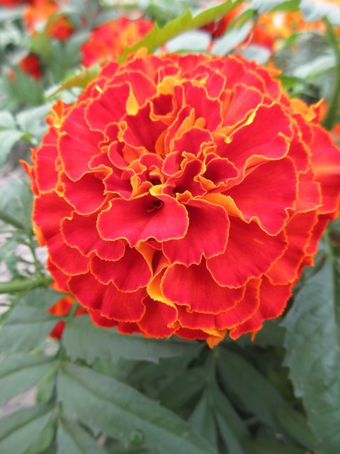 160 hybrid red marigold flower s.jpg