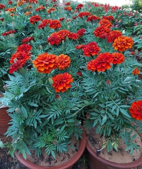 40 marigold red gromax gromax in.jpg