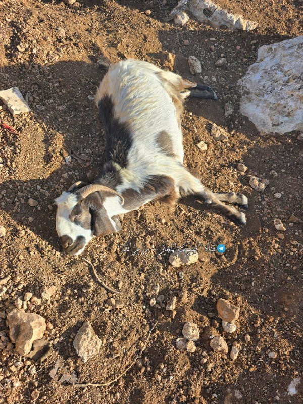 مصادر محلية: ميليشيات المستوطنين تتسبب بتسمّم قطيع الأغنام التابع للفلسطيني رزق أبو نعيم في منطقة الخلايل، ما أدى إلى نفوق ثلاثة رؤوس....