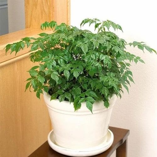 radermachera china doll plant 50.jpg