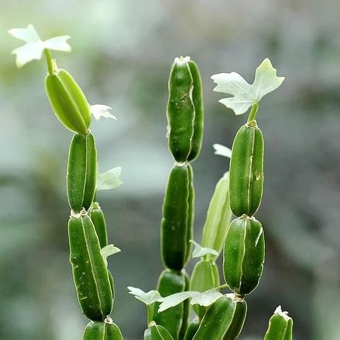 hadjod herb 500x500.jpg