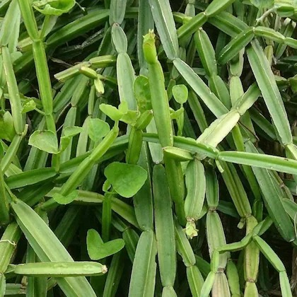 i agri farm hadjod powder 950g p.jpg
