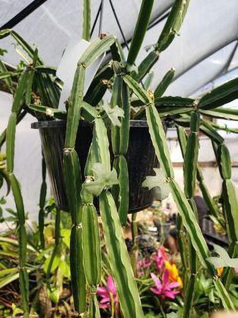 cissus plant hadjod 01 01 click.jpg