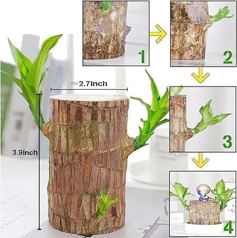 1 original brazilian wood indoor (1).jpg