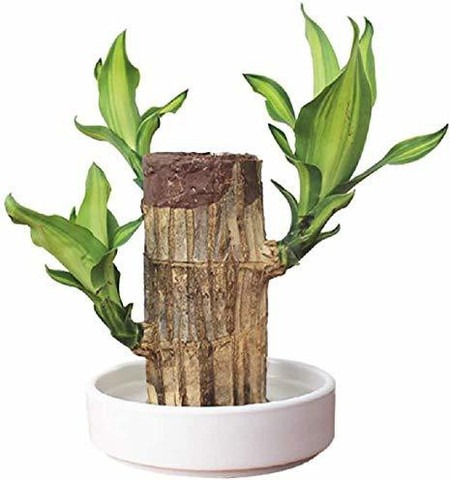 1 brazillian wood plant farm clu.jpg
