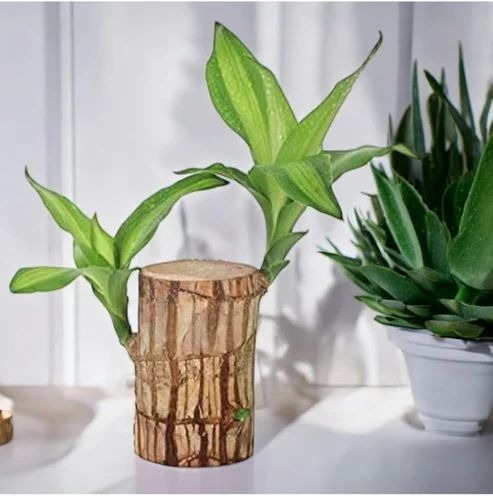 product jpeg 500x500 (1).jpg