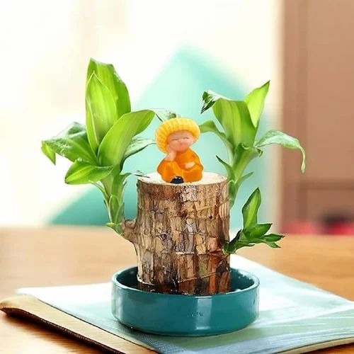 brazilian lucky wood 500x500 (1).jpg