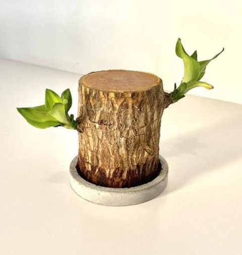 1 brazillian plant wood mowaz or.jpg