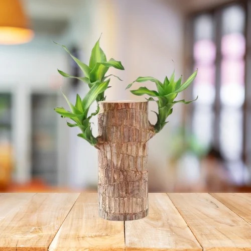 brazilian lucky wood 500x500.jpg