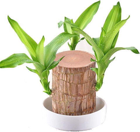 1 lucky brazilian wood mini braz.jpg