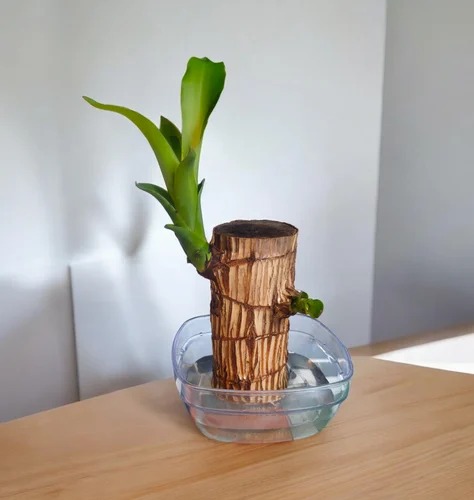 water brazilian wood plant 500x5.jpg