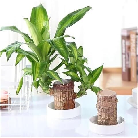 1 live plant lucky brazil wood p.jpg