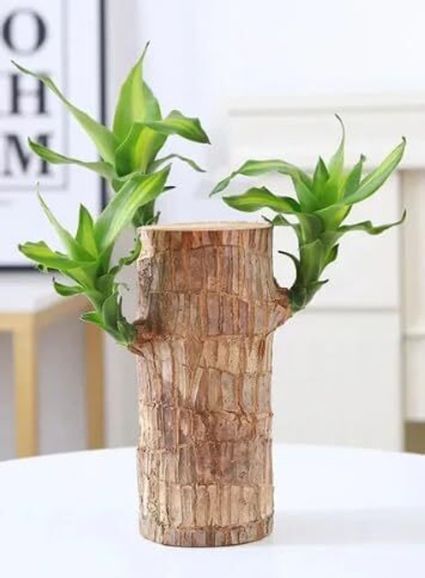 1 original brazilian wood indoor.jpg