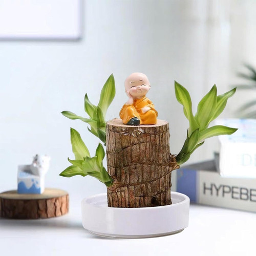 green lucky brazil wood potted p.jpg