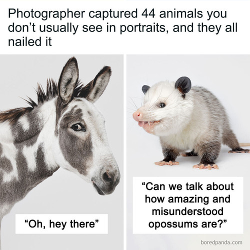 animail portraits greg murray.jpg