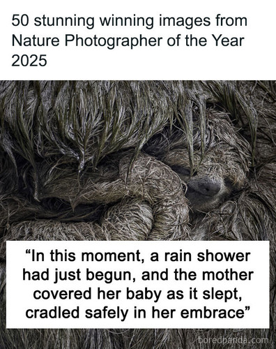 nature photographer of the year contest npoty 2025.jpg