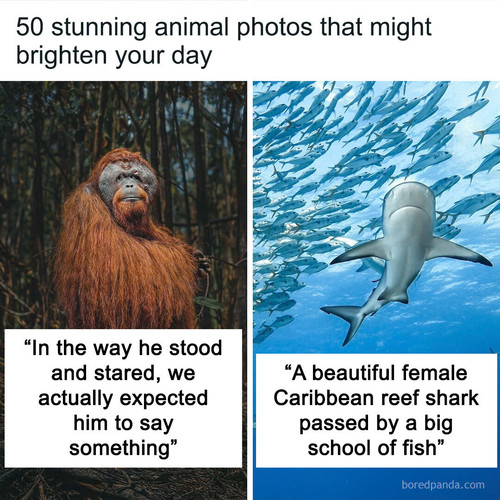 captivating animal photography refocus awards.jpg