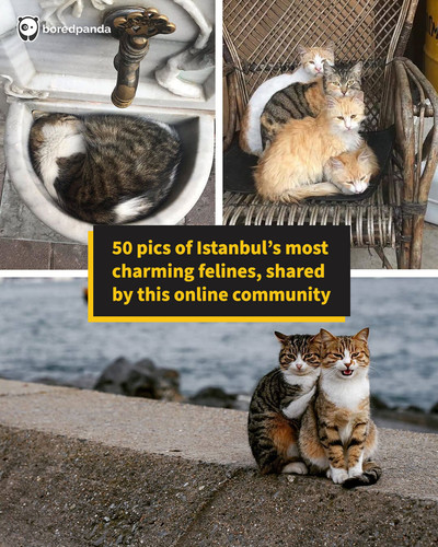 photos istanbul cats.jpg