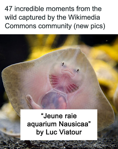 winners wikimedia commons.jpg