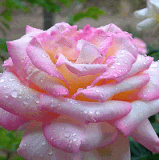 unnamed.gif