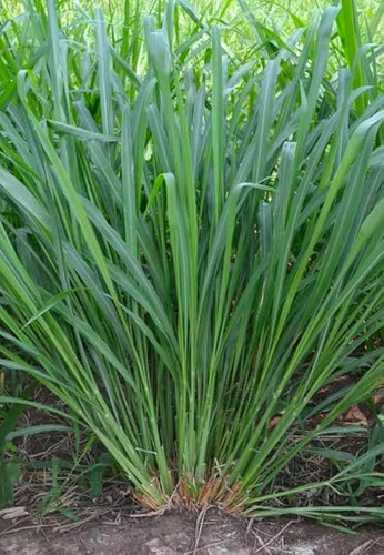 61CHH0suuyL. AC UF1000,1000 QL80 .jpg