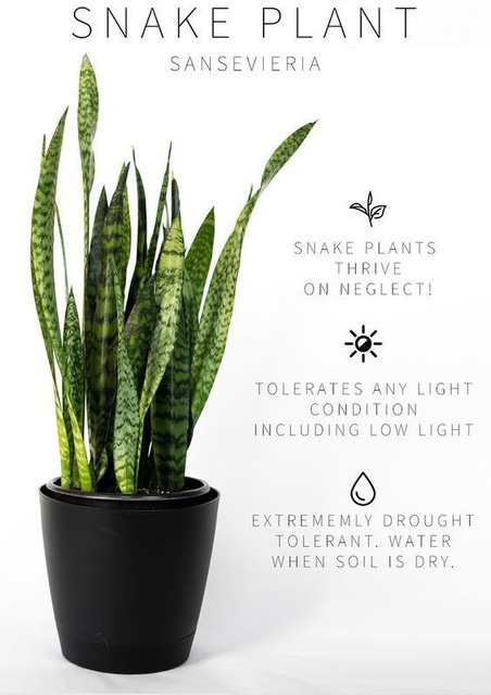 air purifier snake plant pot inc.jpg