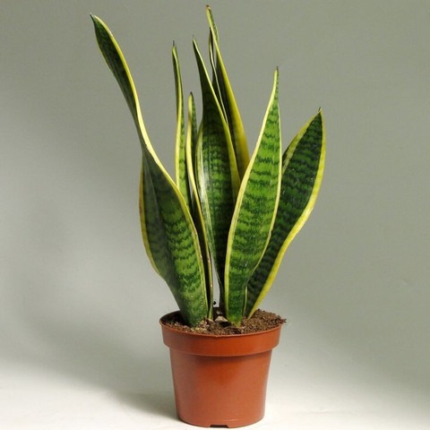 yes perennial no snake golden li.jpg