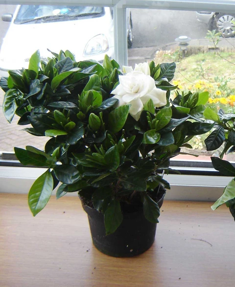 pp000216 1 nurserynature original imafpq2ds6czzurt.webp