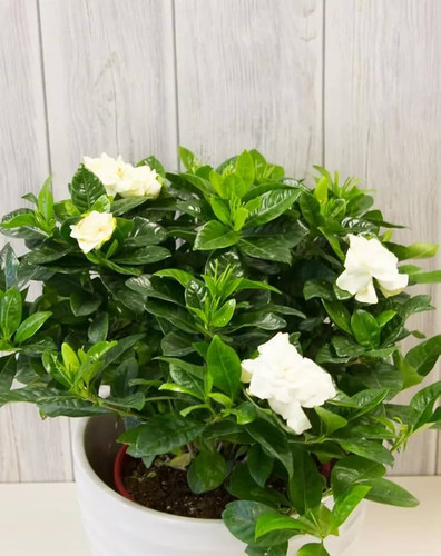 61TnyVFM3xL. AC UF1000,1000 QL80 .jpg