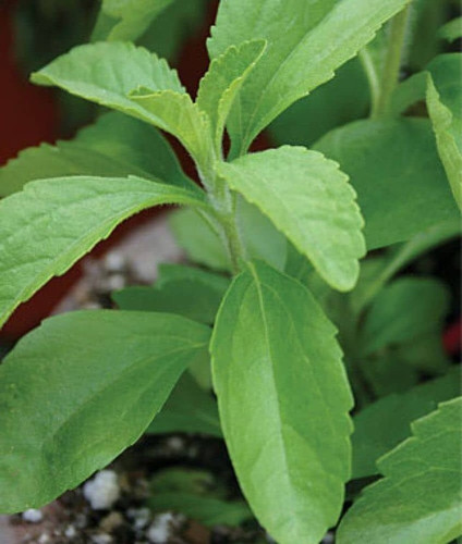20 stevia plant seeds organic hi.jpg