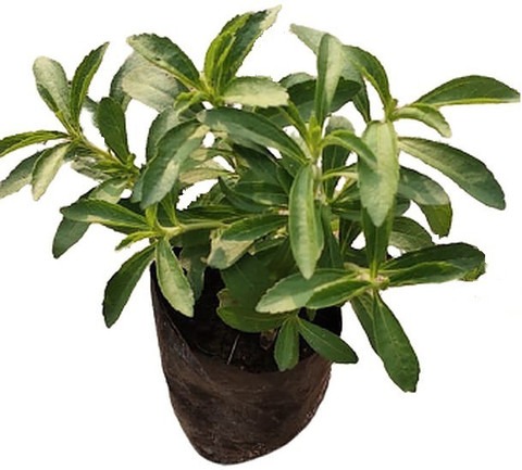 1 stevia plant stevia rebaudiana.jpg