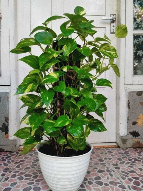 no perennial yes money plant dec.jpg