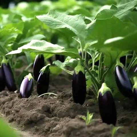 300 brinjal b br 300 084 sree or (2).jpg