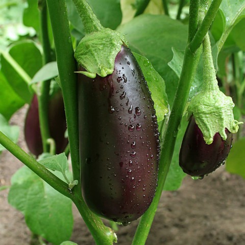 300 brinjal b br 300 084 sree or (3).jpg