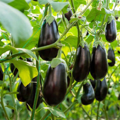 180 brinjal b 180pp 016 pma orig.jpg
