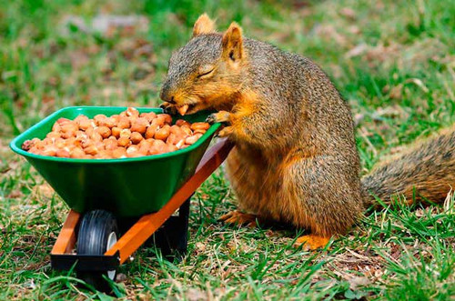 7Squirrel KathleenOttos