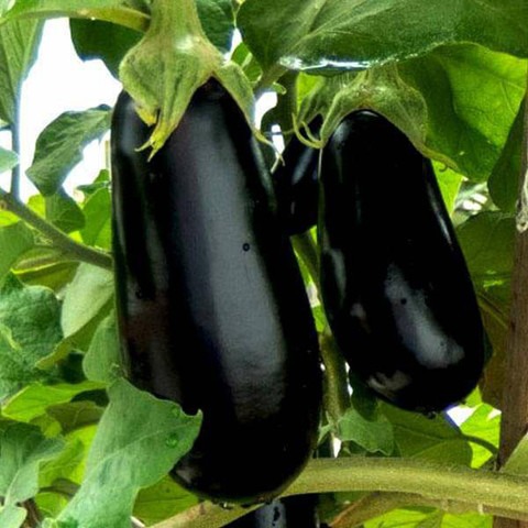 300 brinjal b br 300 123 sree or.jpg
