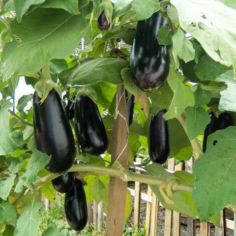 300 brinjal b br 300 084 sree or (1).jpg