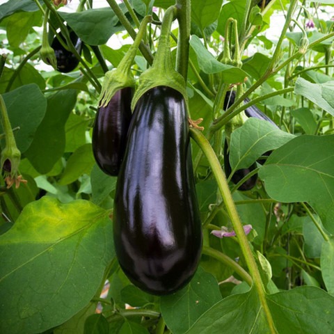 300 brinjal b br 300 084 sree or.jpg