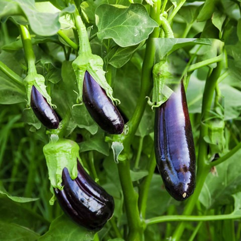 300 brinjal b br 300 079 sree or.jpg