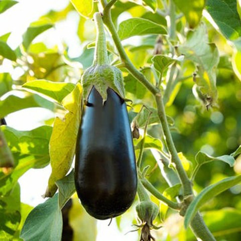 300 brinjal b br 300 079 sree or (1).jpg