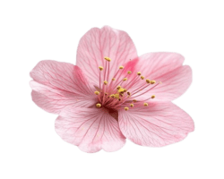 0711c666664ecedf4320a07cd150e5cd removebg preview (2).png