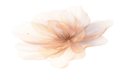 21d445d1ee89db7fa9b178a1504aad77 removebg preview (1).png