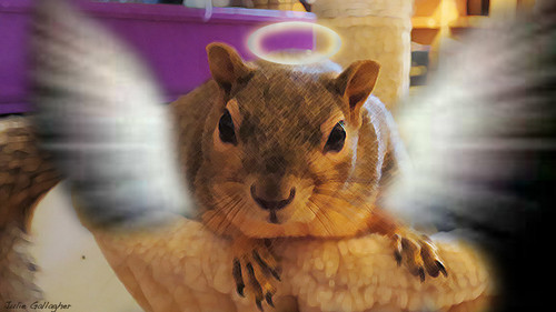 Beautiful Mr.Nut Angel