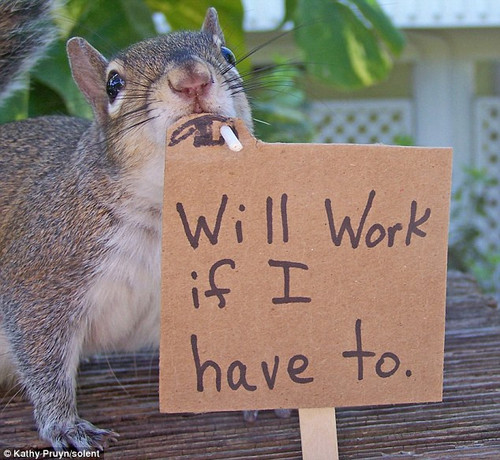NutcrackerSquirrel 3