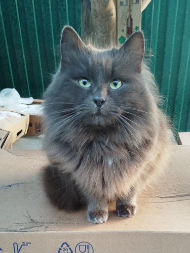 G RPjqAXEAEjzOB?format=jpg.jpg