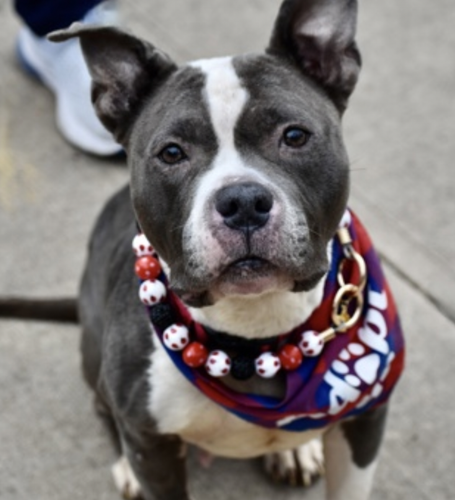 G 6Yv IWQAIzlHv?format=png.png