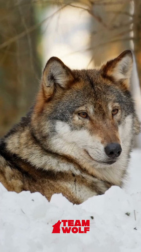 hCIaX9L rjL hSrX.jpg